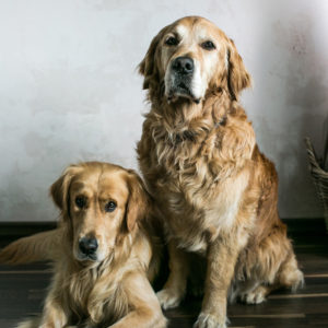 Leopold & Bruno